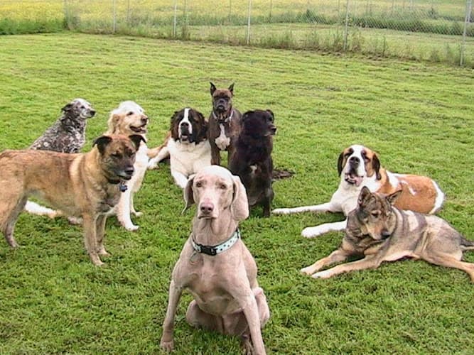 Dog day care center Happy Tails Kent