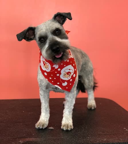 Dog day care center Happy Tales Pet Resort Bend