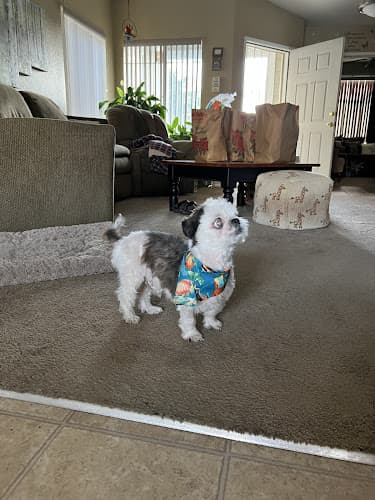 Dog day care center Hardin Animal Hospital Stockton