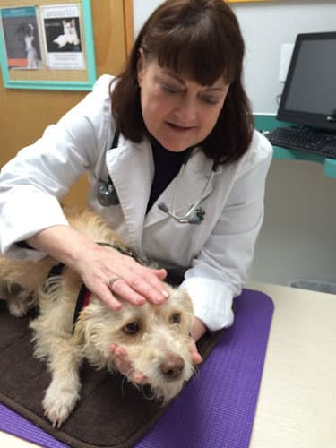 Dog day care center Hart Road Animal Hospital Beaverton