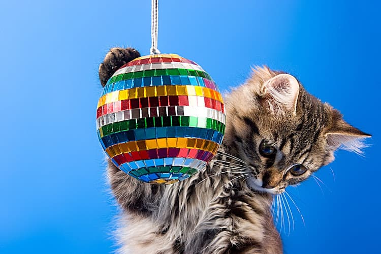Dog day care center Have A Ball Pet Sitting & Dog Walking San Diego
