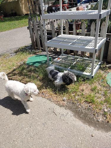 Dog day care center Haven Kennel Santa Rosa