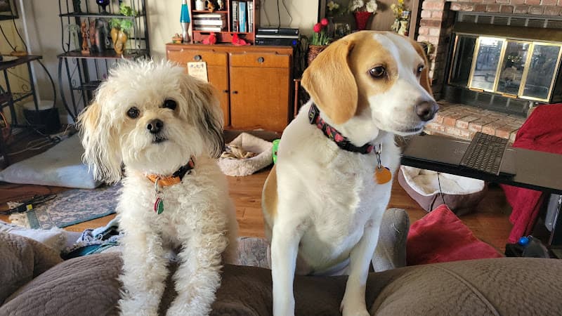 Dog day care center Hayden Dog Boarding & Daycare Vallejo