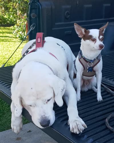 Dog day care center Healthier Pet Veterinary Care Santa Ana