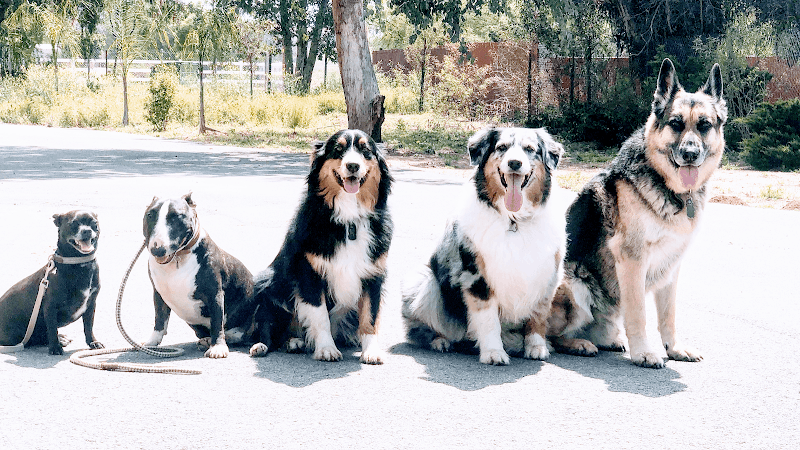 Dog day care center Heaven Sent K-9 Dog Training Irvine