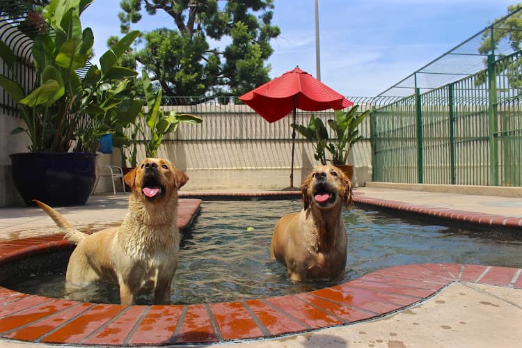 Dog day care center Heavenly Pet Resort El Monte
