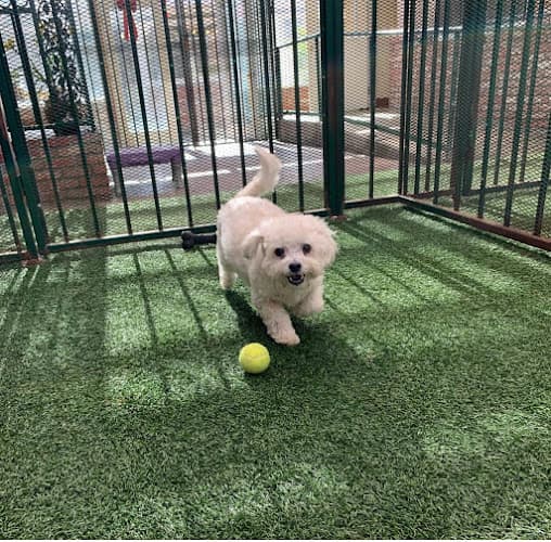 Dog day care center Heavenly Pet Resort El Monte