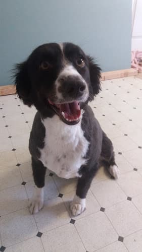 Dog day care center Heidi's Pet Prairie Inn Murrieta