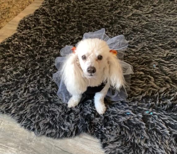 Dog day care center Hesperia Animal Hospital Victorville