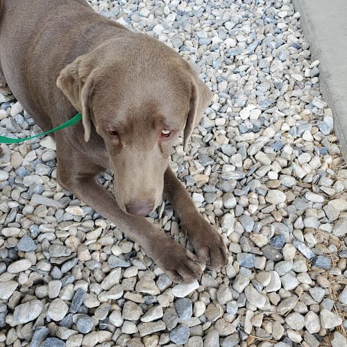 Dog day care center Hesperia Animal Services Hesperia