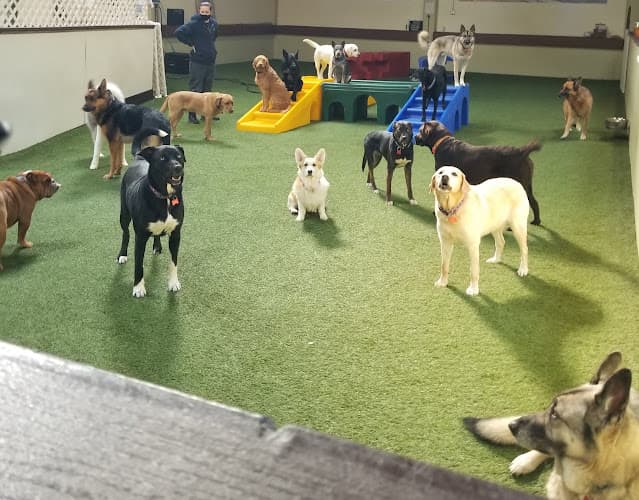 Dog day care center High Tail Hotel San Francisco