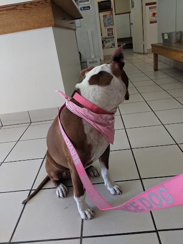 Dog day care center Hillcrest Pet Hospital Glendale