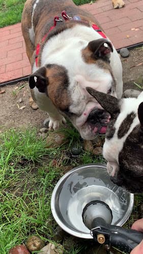 Dog day care center hmbdoghouse San Mateo