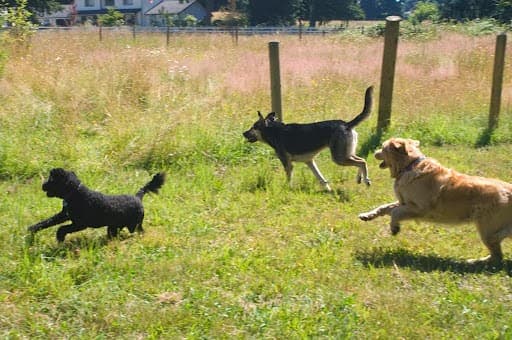 Dog day care center Hobodog Haven Cage Free Dog Boarding Tacoma