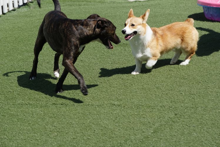 Dog day care center Holiday Pet Hotel Carlsbad