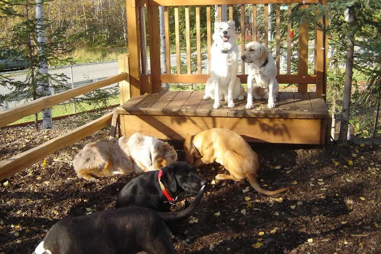 Dog day care center Home Away From Home Dog Psychology & Behavior Anchorage