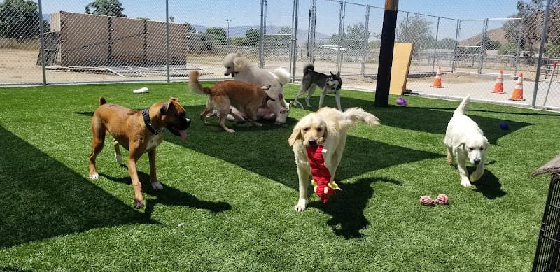 Dog day care center H.O.P. E. Dog Training San Bernardino