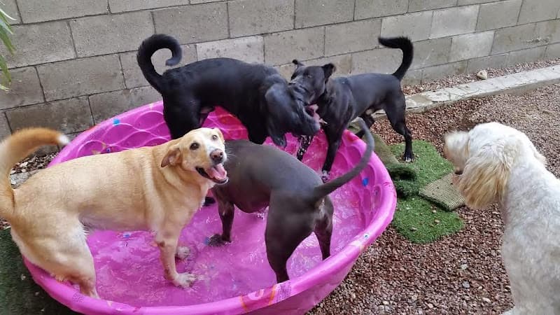 Dog day care center Hot Diggity Dog Daycare Fresno