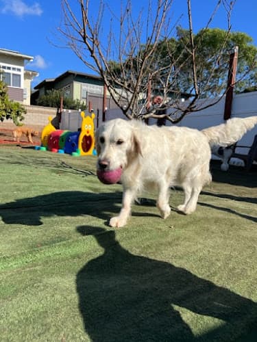Dog day care center Hot Dog On A Leash Carlsbad
