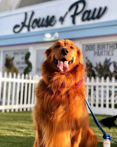Dog day care center House of Paw Long Beach