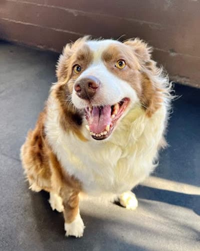 Dog day care center Howliday Inn Doggie Hotel Portland