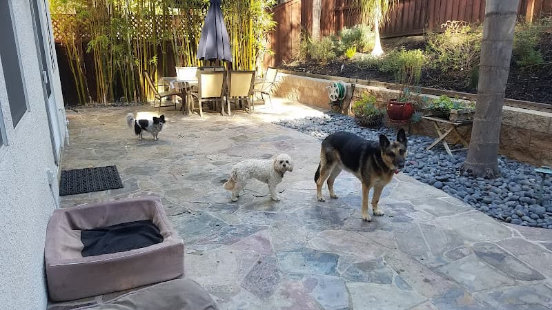 Dog day care center Hugs Pet Sitting San Diego