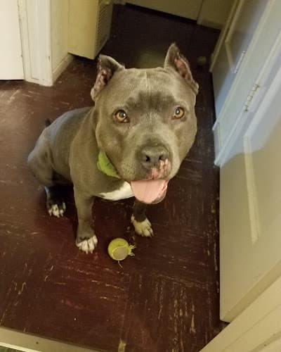 Dog day care center Humane Society of the North Bay Vallejo