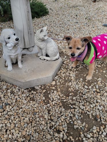 Dog day care center Humane Society-San Bernardino San Bernardino