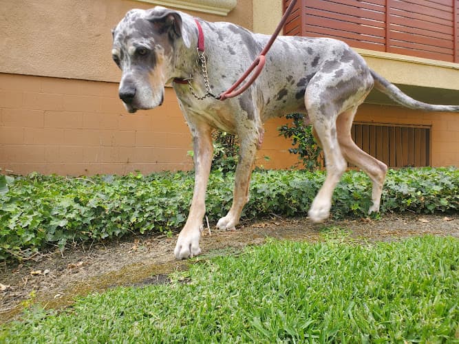 Dog day care center Huntington Beach Pet Hospital Huntington Beach