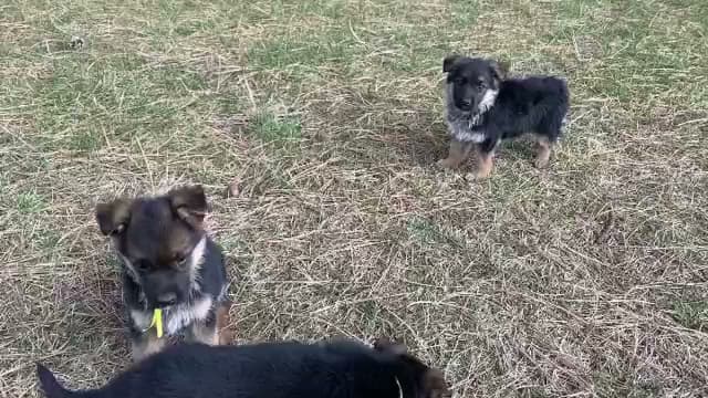 Dog day care center I-Guard International Spokane Valley