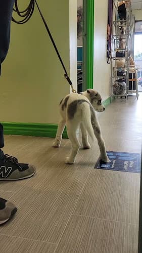 Dog day care center I Said Sit! School for Dogs Los Angeles