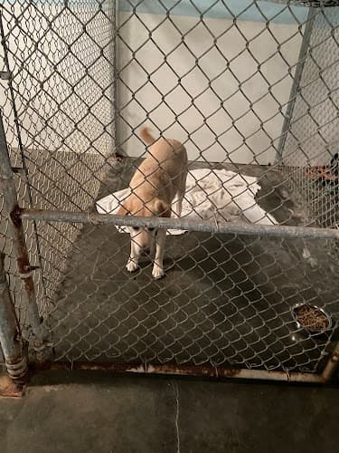 Dog day care center Inbark Portland