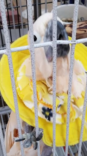 Dog day care center Inca's Secret Parrot & Bird Toys/Boarding Kent