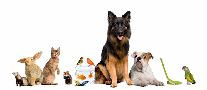 Dog day care center Incredible Pets Sacramento