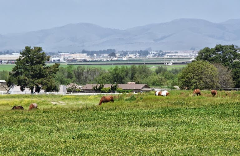 Dog day care center Indian Springs Equestrian Center Salinas