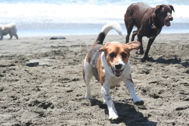 Dog day care center inDoGo SF San Francisco