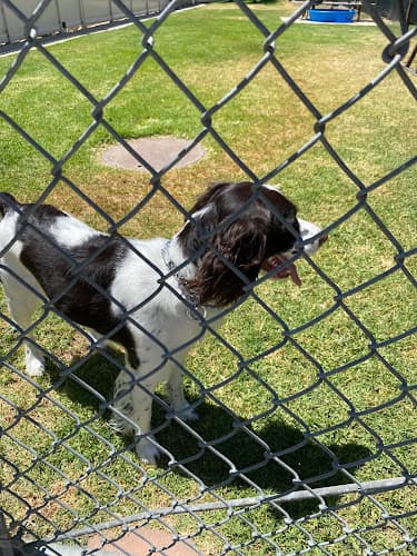 Dog day care center Inglis Pet Hotel Ventura