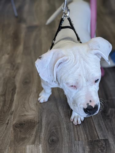 Dog day care center Inland Animal Hospital Ontario