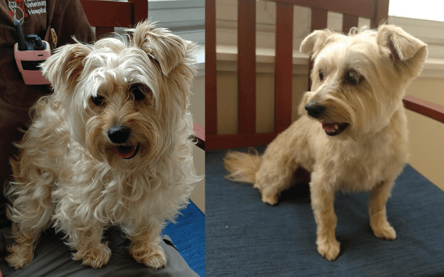 Dog day care center Inland k9 San Bernardino