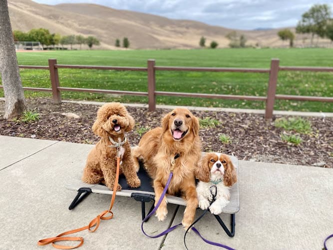 Dog day care center Integrity K9 Academy Santa Clara