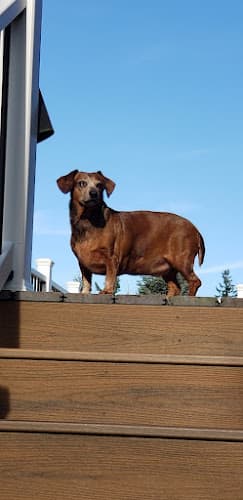 Dog day care center Intercity Veterinary Hospital Everett