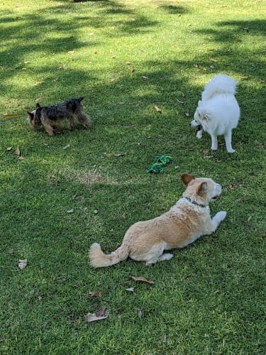 Dog day care center Irvine Central Bark Irvine