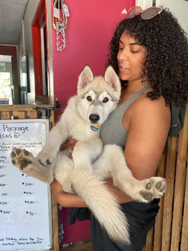 Dog day care center JAK's PAK doggy daycare Tacoma