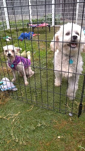 Dog day care center Jay Bee's Kennels El Cajon