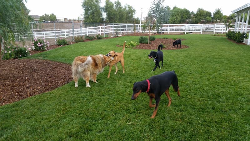 Dog day care center JC Pet Care Temecula