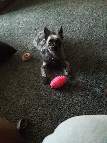 Dog day care center Jeronimo Pet Clinic Mission Viejo