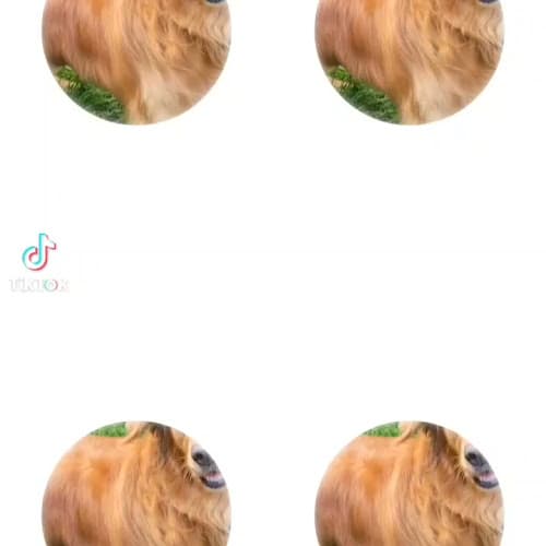 Dog day care center J.Lee's Pet Sitting Spokane Valley