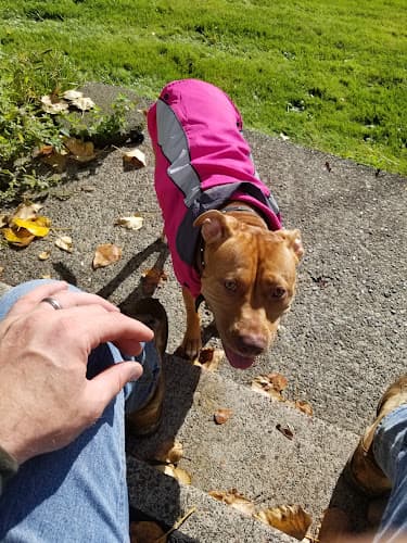 Dog day care center Junkyard Bones Renton