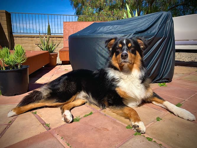 Dog day care center Just Food For Dogs Mission Viejo