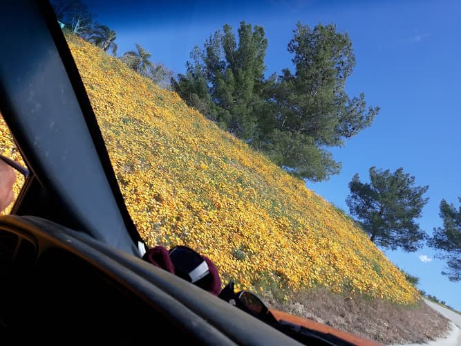 Dog day care center K-911 Doggie Dude Ranch Santa Clarita